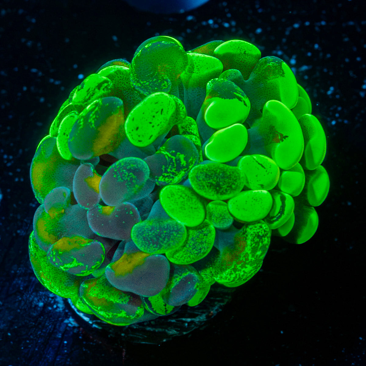 Sick And Twisted Hammer Euphyllia coral with branching fleshy heads in reef aquarium
