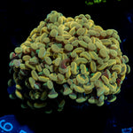 Golden Hammer Euphyllia Coral with branching fleshy heads in reef aquarium