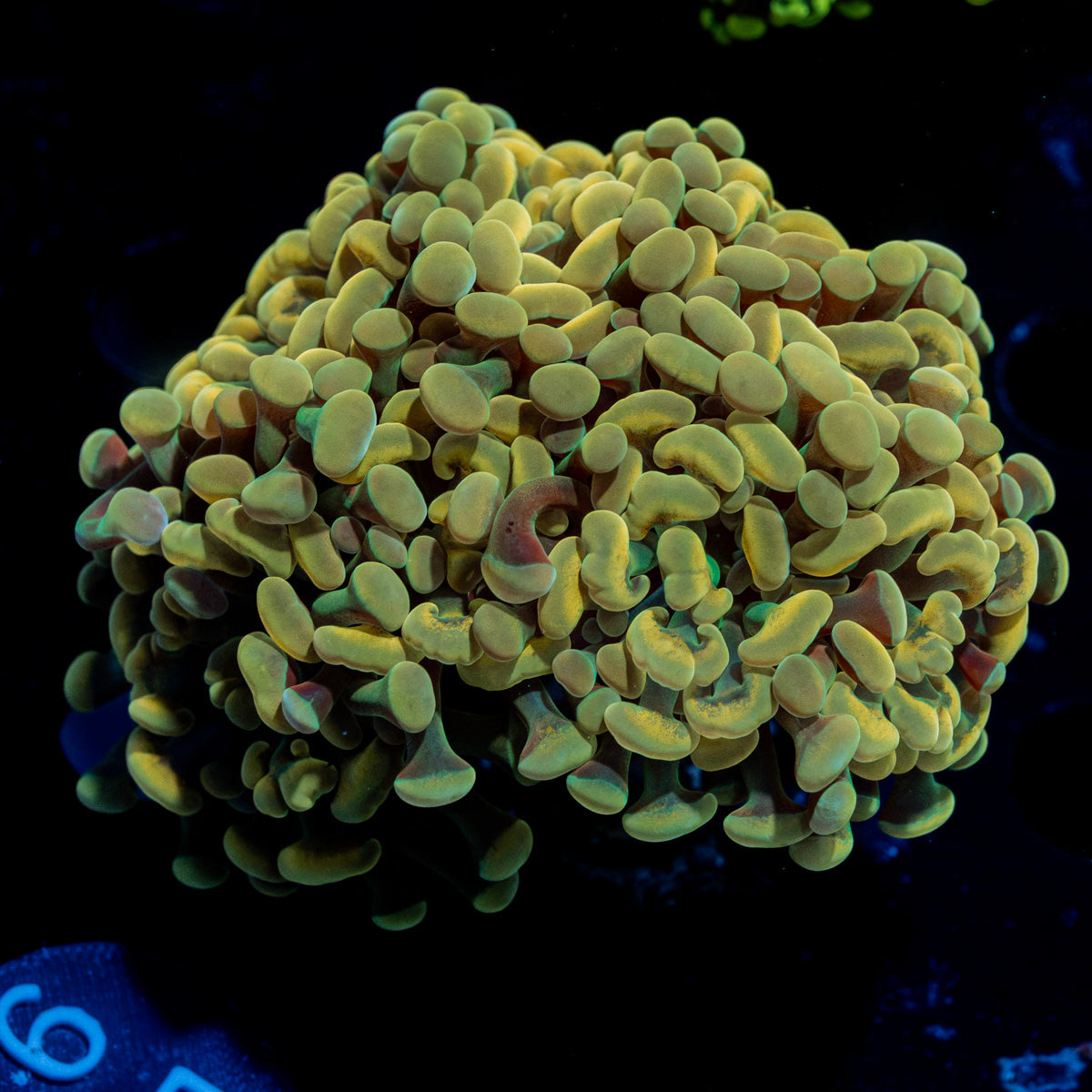 Golden Hammer Euphyllia Coral with branching fleshy heads in reef aquarium