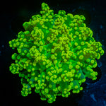 Neon Green Frogspawn Euphyllia Coral with branching fleshy heads in reef aquarium