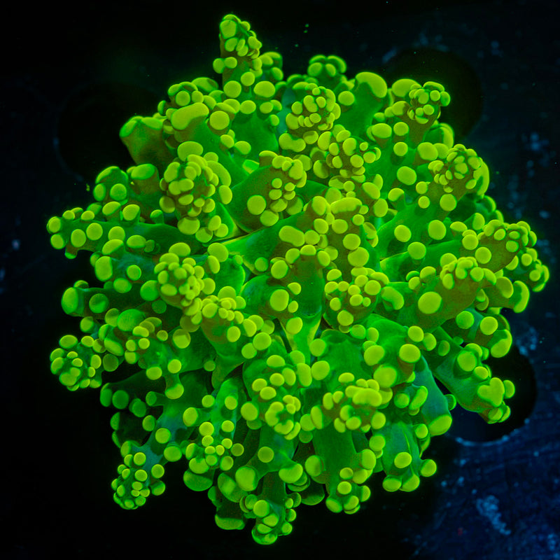 Neon Green Frogspawn Euphyllia Coral with branching fleshy heads in reef aquarium