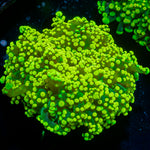 Neon Green Frogspawn Euphyllia Coral with branching fleshy heads in reef aquarium