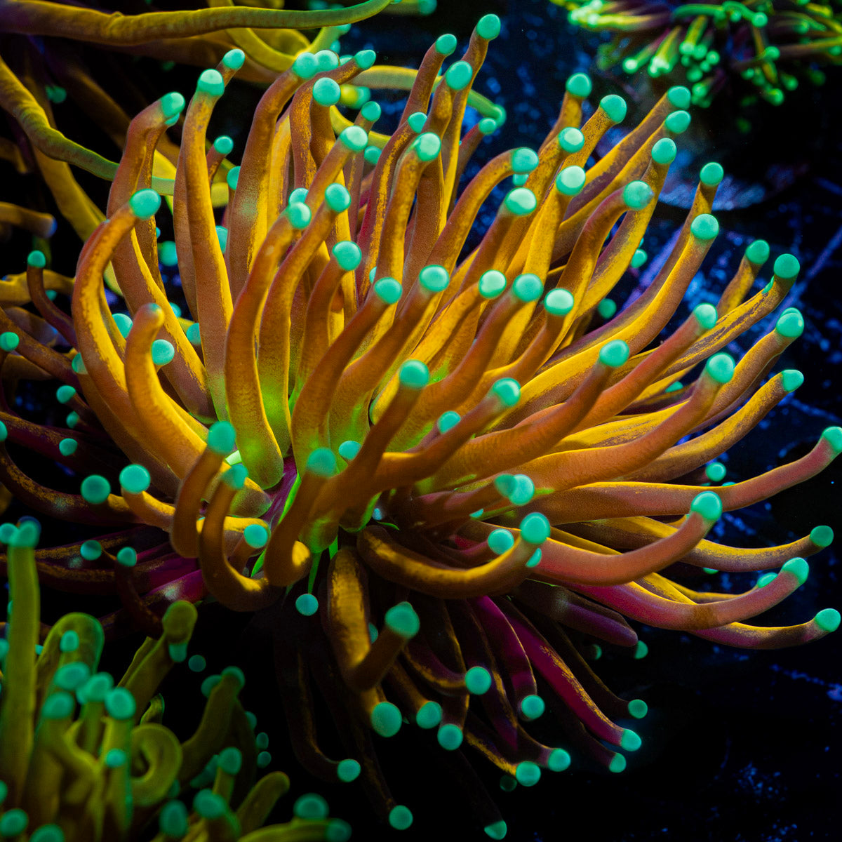 Mardi Gras Torch Euphyllia Coral with flowing tentacles in reef aquarium
