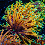 Hellfire Torch Euphyllia Coral with flowing tentacles in reef aquarium