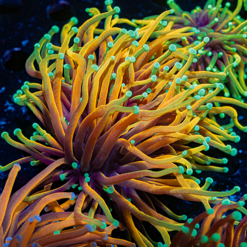 Hellfire Torch Euphyllia Coral with flowing tentacles in reef aquarium