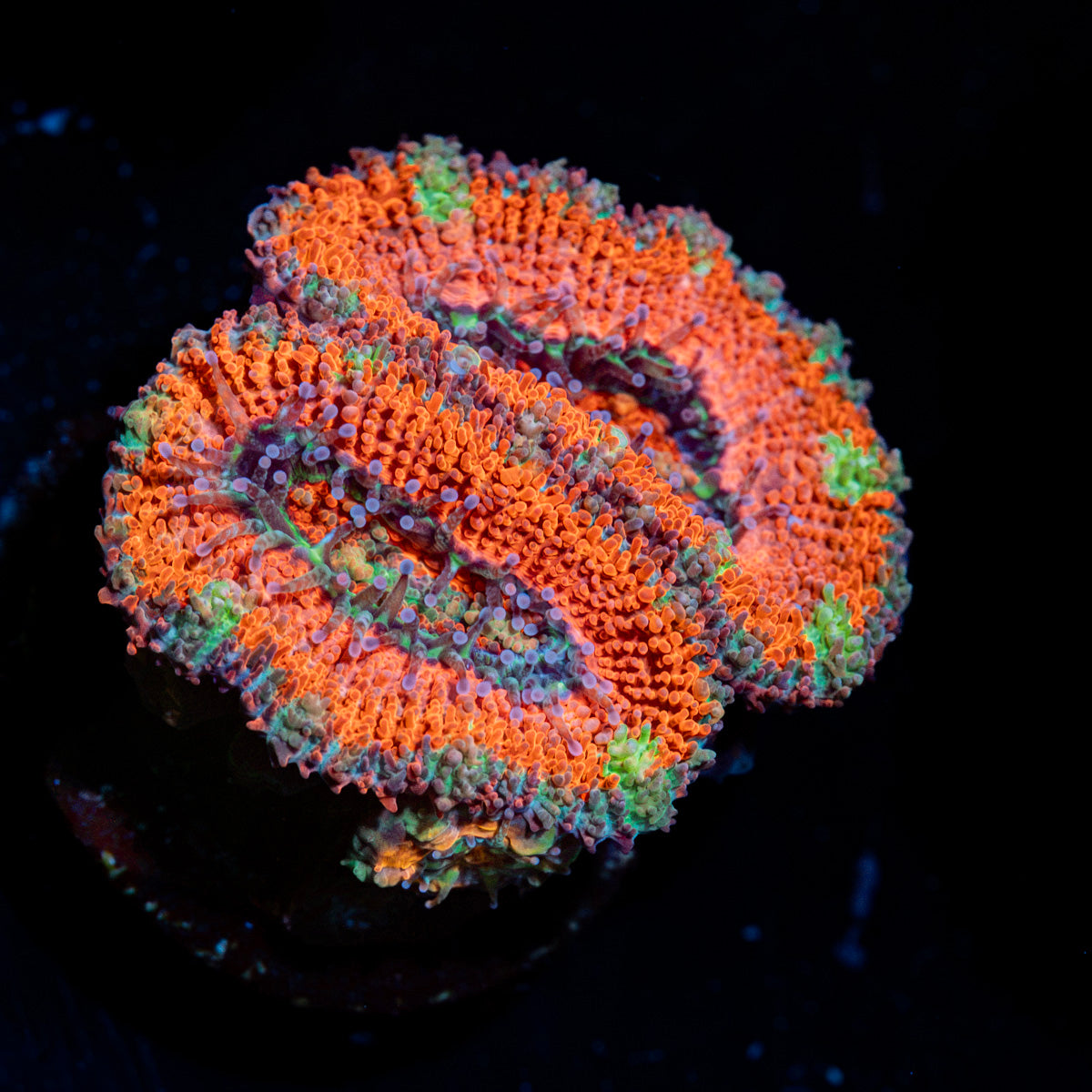 Acan Coral with fleshy polyps in reef aquarium