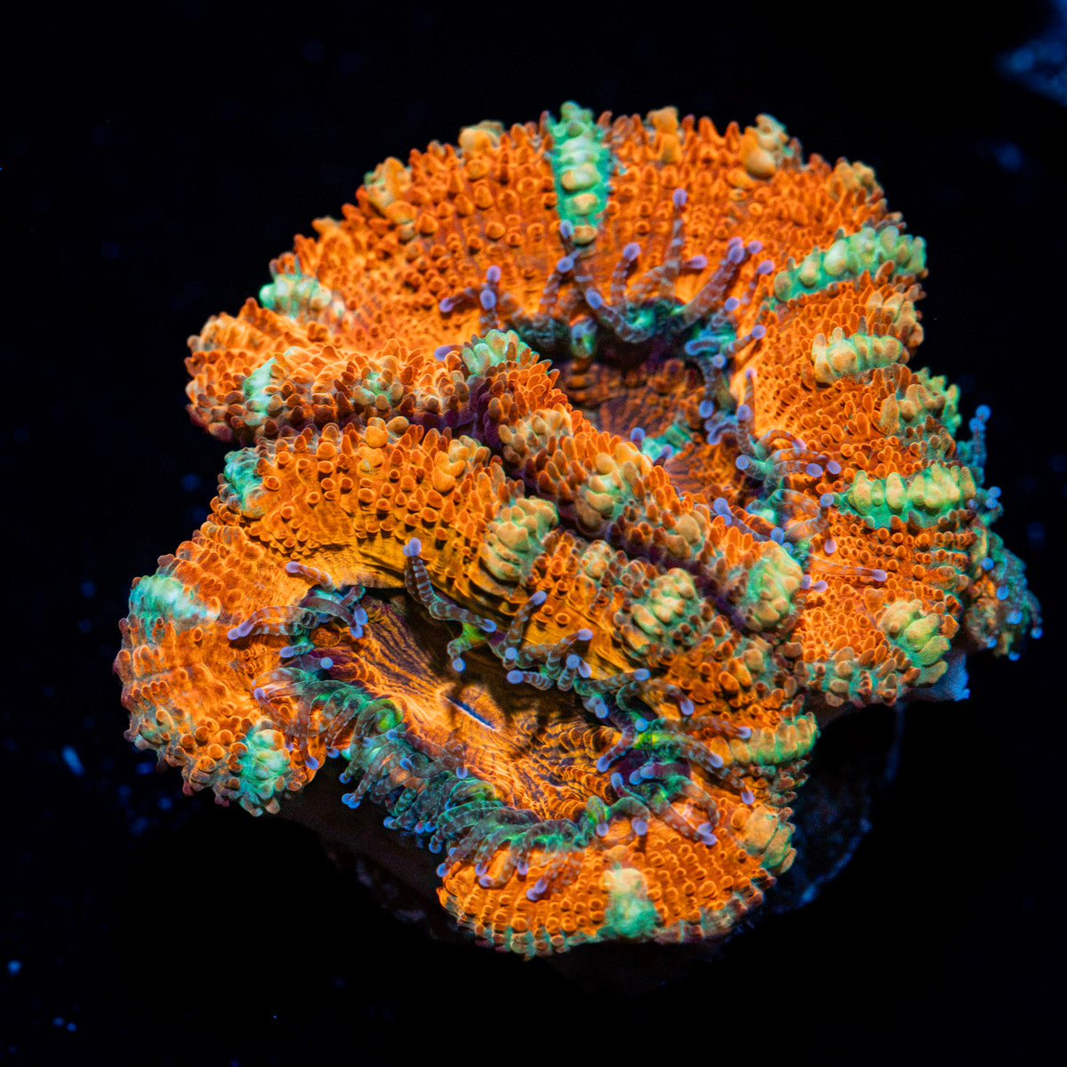 Acan Coral with fleshy polyps in reef aquarium