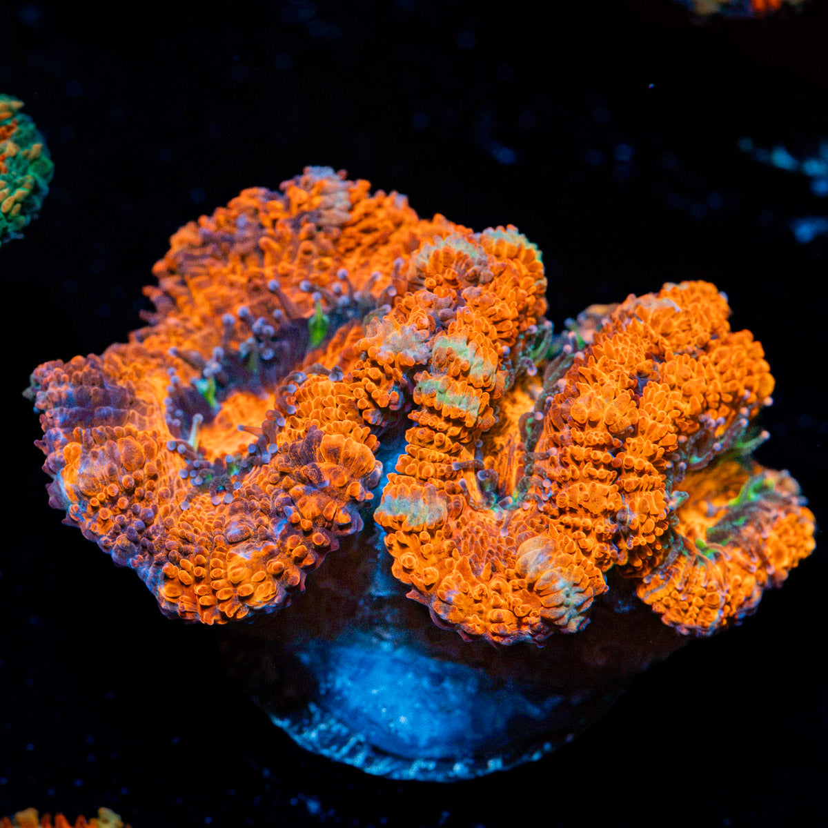 Acan Coral with fleshy polyps in reef aquarium