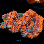 Acan Coral with fleshy polyps in reef aquarium