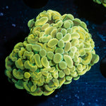 Golden Hammer Coral with branching fleshy heads in reef aquarium