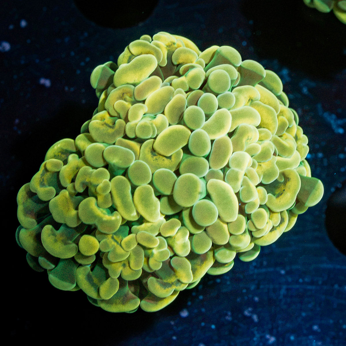 Golden Hammer Coral with branching fleshy heads in reef aquarium