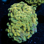 Golden Hammer Coral with branching fleshy heads in reef aquarium