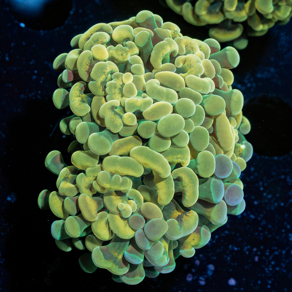 Golden Hammer Coral with branching fleshy heads in reef aquarium