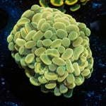 Golden Hammer Coral with branching fleshy heads in reef aquarium