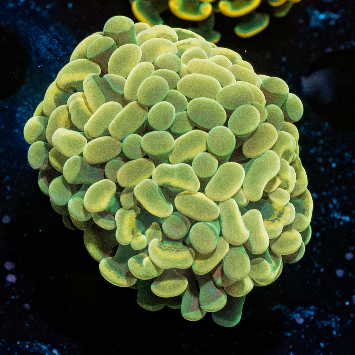 Golden Hammer Coral with branching fleshy heads in reef aquarium