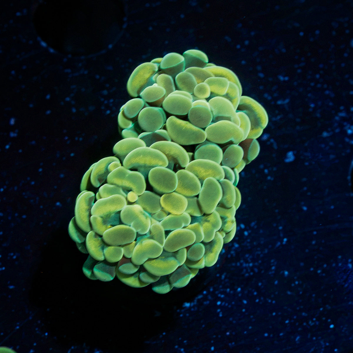 Golden Hammer Coral with branching fleshy heads in reef aquarium