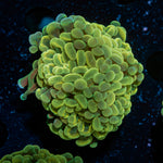 Golden Hammer Coral with branching fleshy heads in reef aquarium