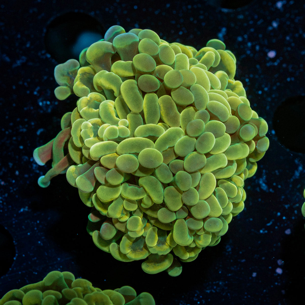 Golden Hammer Coral with branching fleshy heads in reef aquarium