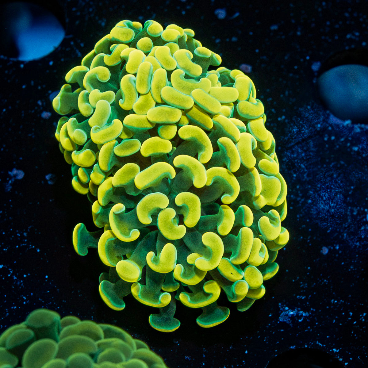Monty Python Hammer Coral with branching fleshy heads in reef aquarium