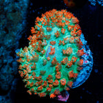 Saint Thomas Mushroom coral with mushroom disc in reef aquarium