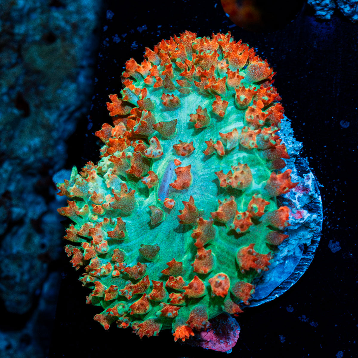 Saint Thomas Mushroom coral with mushroom disc in reef aquarium