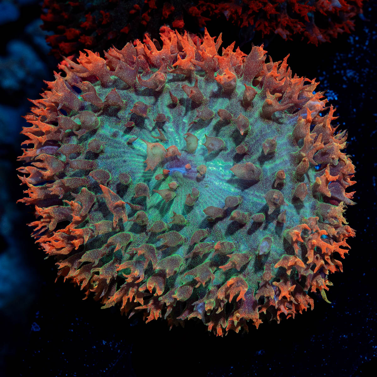 Saint Thomas Mushroom coral with distinctive mushroom disc in reef aquarium