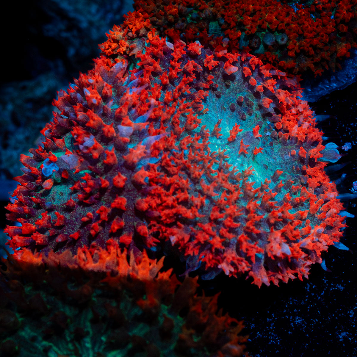Saint Thomas Mushroom coral with distinctive mushroom disc in reef aquarium