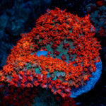 Saint Thomas Mushroom coral with distinctive mushroom disc in reef aquarium