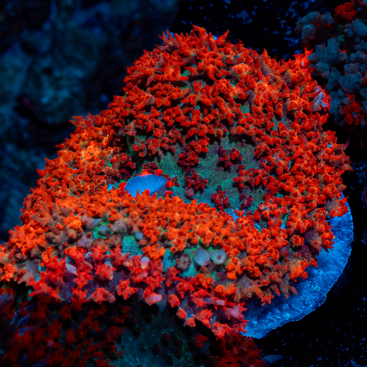 Saint Thomas Mushroom coral with distinctive mushroom disc in reef aquarium