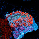 Saint Thomas Mushroom coral with distinctive mushroom disc in reef aquarium