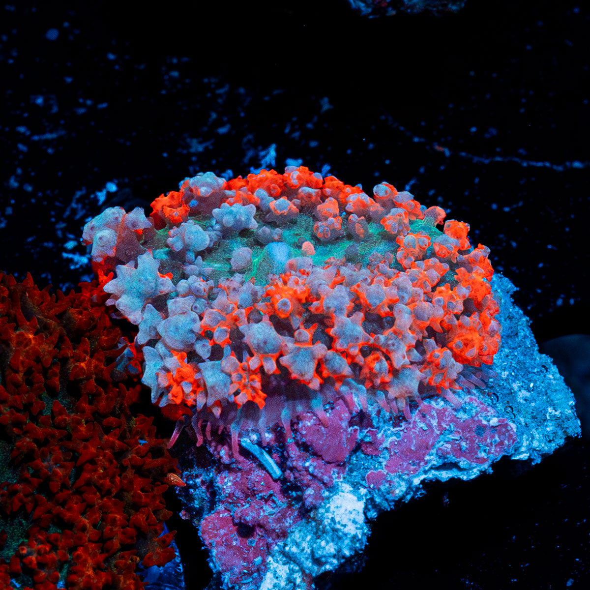 Saint Thomas Mushroom coral with distinctive mushroom disc in reef aquarium