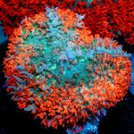 Saint Thomas Mushroom coral with distinctive mushroom disc in reef aquarium