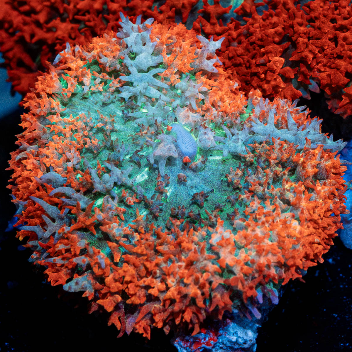 Saint Thomas Mushroom coral with distinctive mushroom disc in reef aquarium