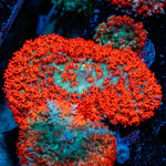 Saint Thomas Mushroom coral with distinctive mushroom disc in reef aquarium