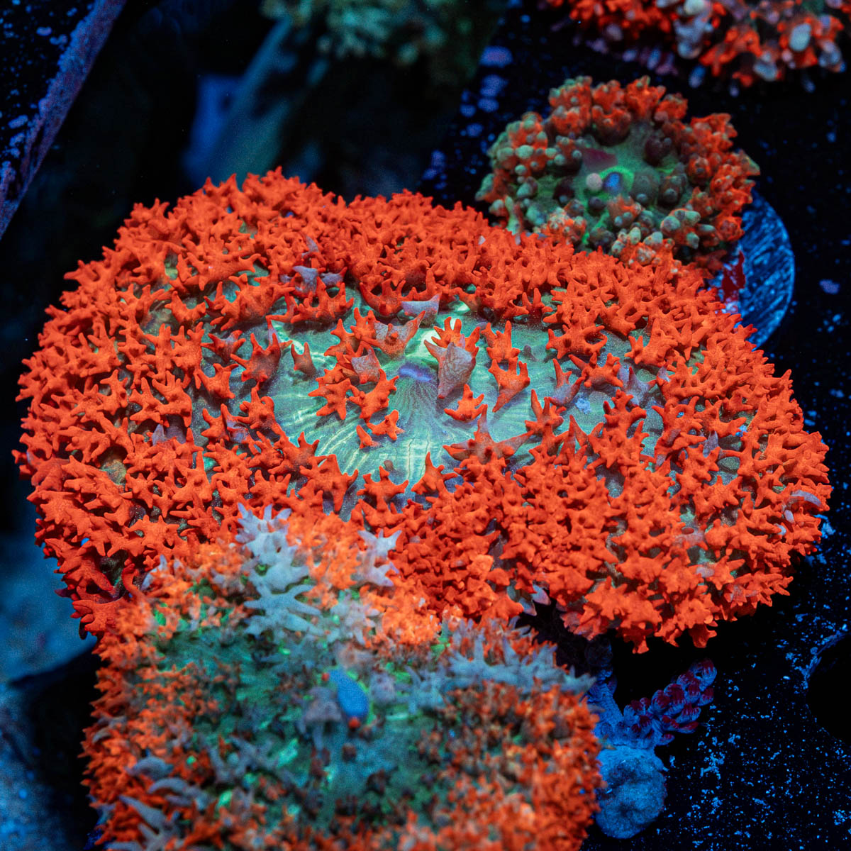 Saint Thomas Mushroom coral with distinctive mushroom disc in reef aquarium