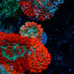 Saint Thomas Mushroom coral with distinctive mushroom disc in reef aquarium
