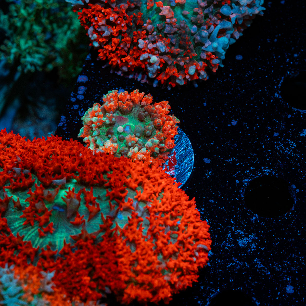 Saint Thomas Mushroom coral with distinctive mushroom disc in reef aquarium