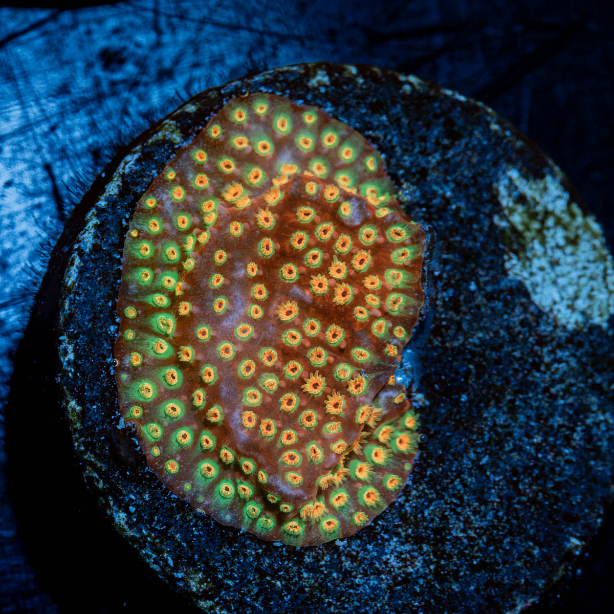 Loony Toons Stylocoeniella Coral with encrusting growth in reef aquarium