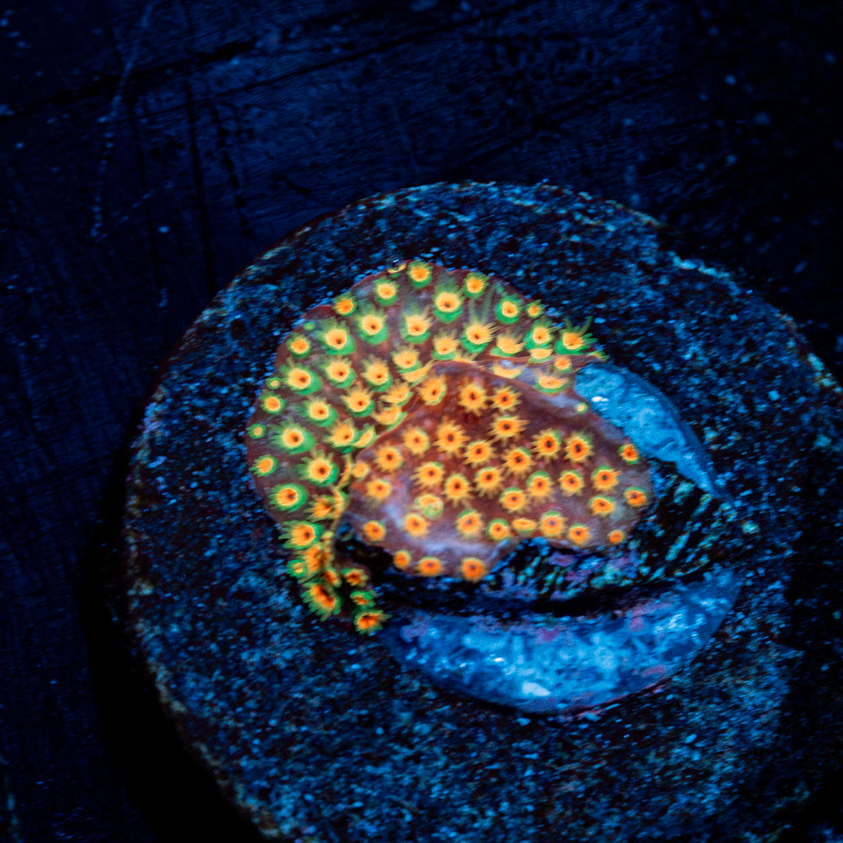 Loony Toons Stylocoeniella Coral with encrusting growth in reef aquarium