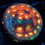 Toro Bravo Favia Coral with encrusting growth in reef aquarium