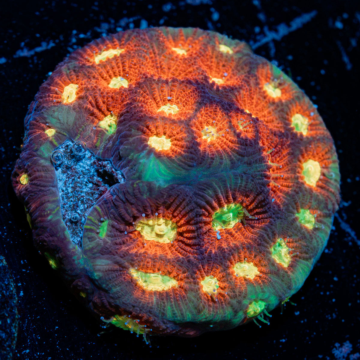 Toro Bravo Favia Coral with encrusting growth in reef aquarium