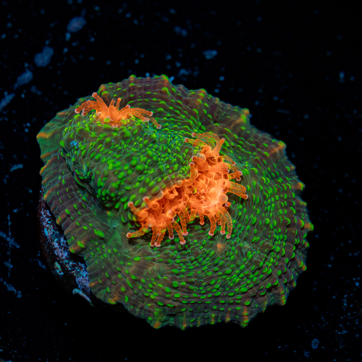 Mummy Eye Chalice Coral with encrusting growth in reef aquarium