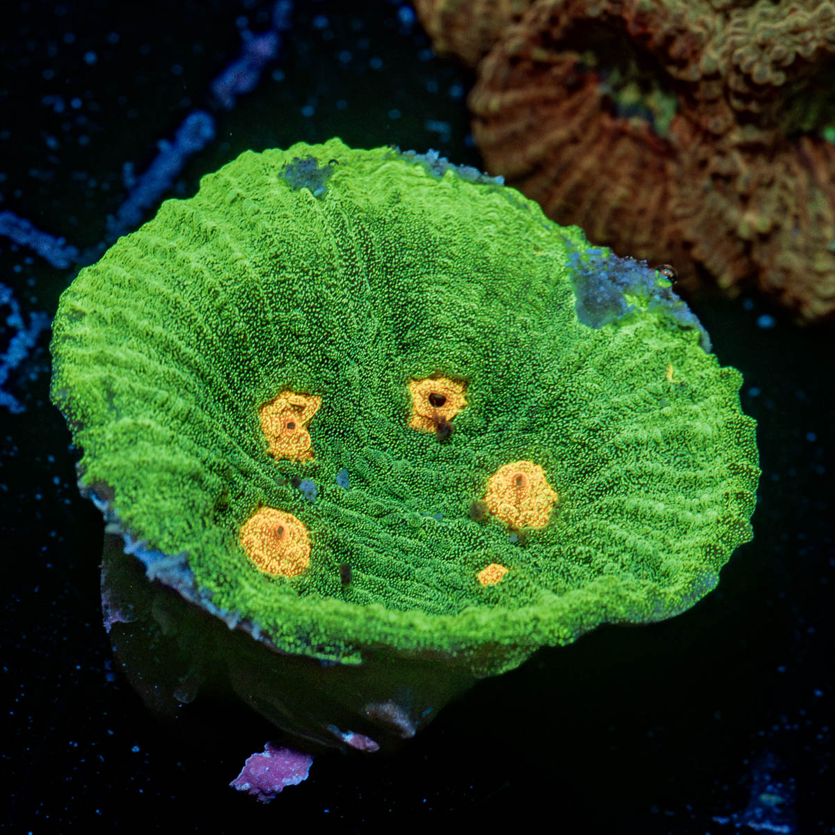 Space Invader Chalice Coral with encrusting growth in reef aquarium