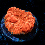 Jolly Rancher Chalice Coral with encrusting growth in reef aquarium