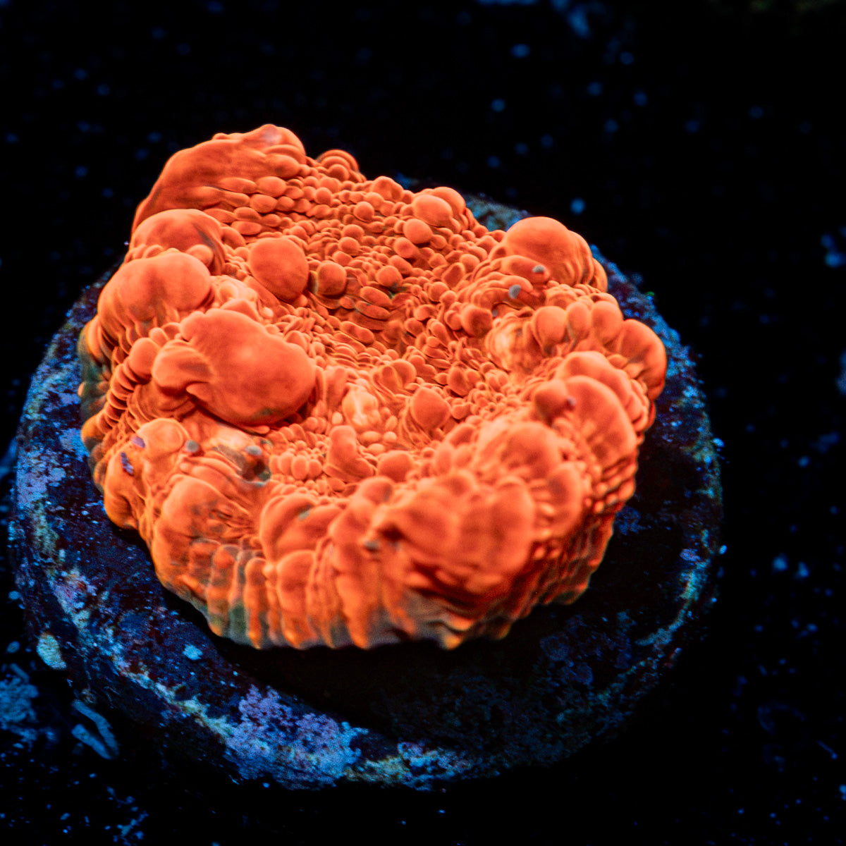 Jolly Rancher Chalice Coral with encrusting growth in reef aquarium