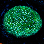 Grassy Green Stylocoeniella Coral with encrusting growth in reef aquarium