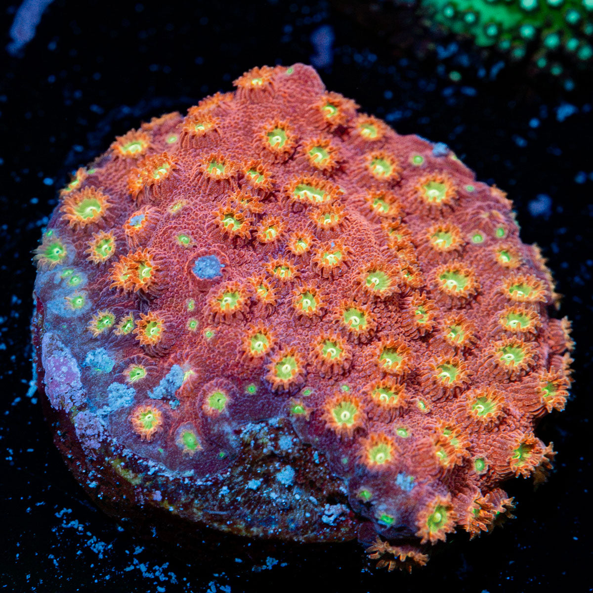 Bling Bling Cyphastrea Coral with encrusting growth in reef aquarium
