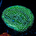 Grassy Green Stylocoeniella Coral with encrusting growth in reef aquarium