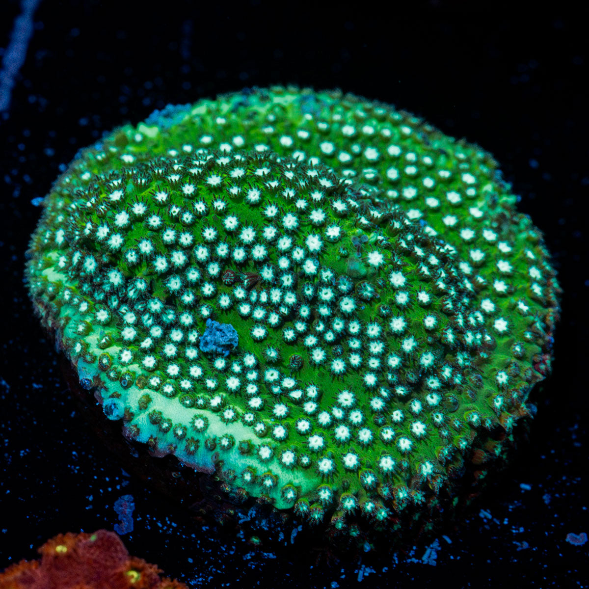 Grassy Green Stylocoeniella Coral with encrusting growth in reef aquarium