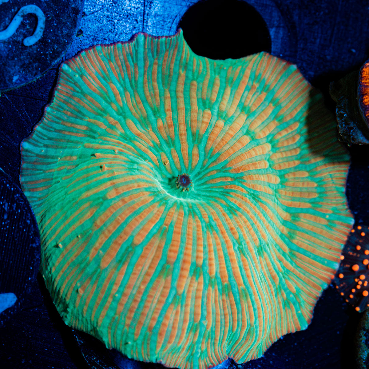 Zebra Mushroom Coral with distinctive mushroom disc in reef aquarium